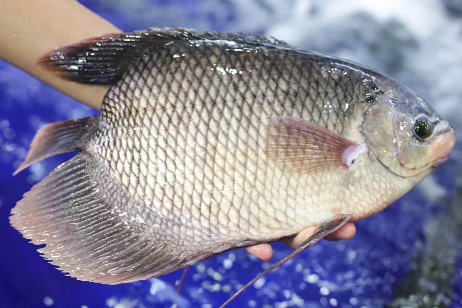 Địa Chỉ Đăng Tin HCM